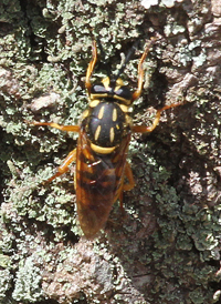 Sphecomyia vittata